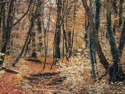 Soft light filtering through forest trees for relaxation